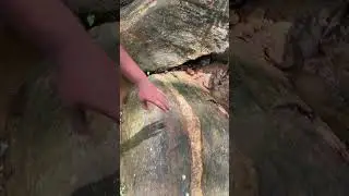 Cracking Crystal Vein |  Have You Seen One Like This?