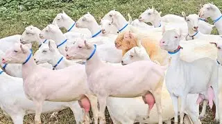 Today Video Pure Russian Gulabi Teddy Pregnant Goat | Teddy Goat Farming In Pakistan | Latest Update