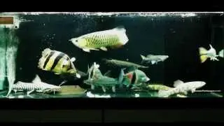 Predator Comm 14022012 (Feeding)