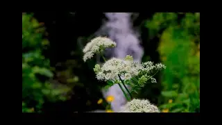 Relaxing Music || Calm Mood | Stress Free Music