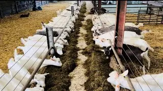 Goats youngstock feed TMR grass silage / بکریوں کی سالیج خوراک
