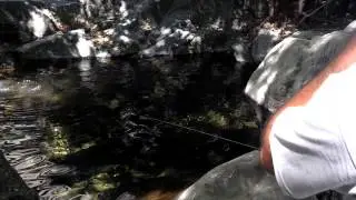 Wild Trout Fishing Cucamonga Wilderness