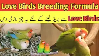 Love birds breeding tips | love birds breeding season in pakistan | love birds breeding formula