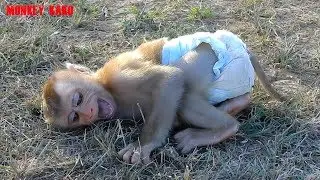 Monkey Cry | Monkey Luna Cry Very Loudly Because She Don't See Mom Nearly | Baby Monkey Crying