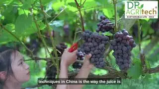 Grape harvesting and processing technology- Grape juice for wine