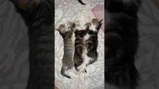 Sleeping Kittens Compilation Too Cute to Handle😴🐱 #SleepingKittens #CuteCats #KittenLove #NapTime