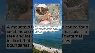 Mountain Lion Mistakes a House Cat for Her Cub