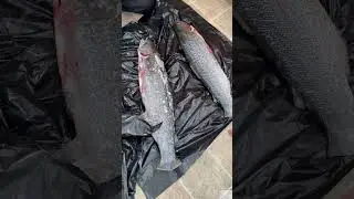 Stealhead Cleaning