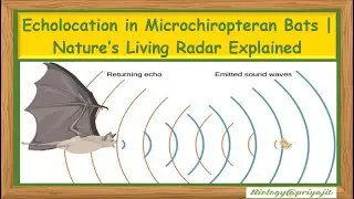 Echolocation in Microchiropteran Bats | Nature&rsquo;s Living Radar Explained for UG & PG students.