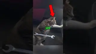 Cats having a fulltime Job. 🤣      #cat #funny #animals