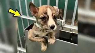 Отчаянный щенок сбегает из вольера, чтобы спастись от эвтаназии. 😥