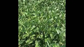 Two-Spotted Spider Mites