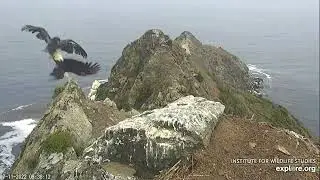 West End Nest - Thunder Takes the Intruding Juvenile for a Ride - 7/11/22