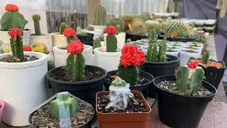 Vem ver como fazemos micro-enxertia em cactos !🥰🌵