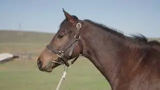 Lot 224 - Soqrat AUS ex Mohallela