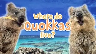 Quokka Facts #quokka #rottnestisland #australianwildlife #happyanimals
