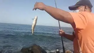 Mancing ikan zijan,beronang
