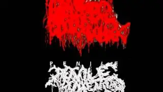 Penile Dementia - Bollocks