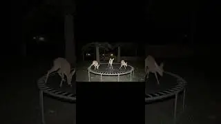 Baby Deer Bounce on Trampoline at Night | Trail Cam Infrared Footage #shorts