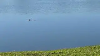 Alligator in the Backyard Pond 