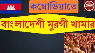 কম্বোডিয়াতে আমাদের মুরগি খামার। Cambodia chicken farm. Cambodia business information.