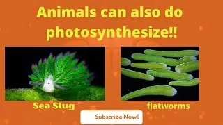 Animals can also do photosynthesis-wonder of nature