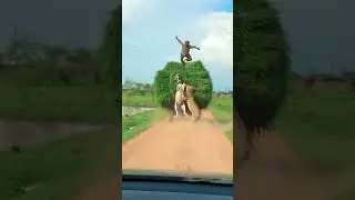 Donkey Flies as Lions Panic on Canyon Road 😂🫏🦁 #donkeyfunny #lionpanic #warthogcharge #viralwildlife