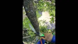 TREE CLIMB ACTION 🎬 #tiny #notch #mini backcut #small #branch #move #fast #handsaw #move #slow #sony