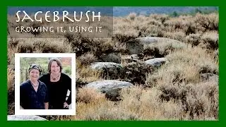 Полынь трёхзубчатая (Artemisia tridentata): засухоустойчивое растение для вашего сада (и других применений)