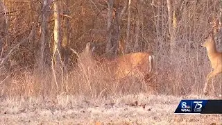 State asks deer hunters to report poachers