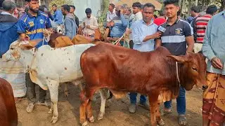৪ ফেব্রুয়ারি 2026| প্রচুর চাহিদা সম্পন্ন শাহীওয়াল জাতের ষাঁড় বাছুরের দাম | রানীগঞ্জ হাট | থেকে