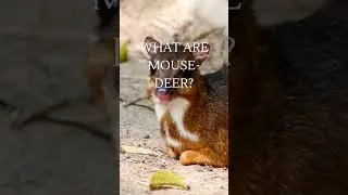 Do Mouse Deer's exists?
