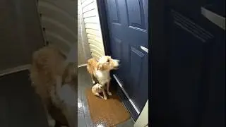 Sad Animal Moment 😢 | Respect Animals & Show Compassion