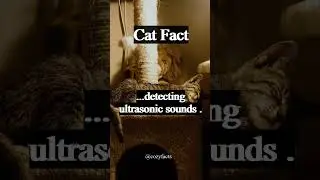 Cats Facts #shorts #facts #catfacts #factshorts  #cozyfacts