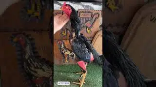 galo do pisca que foi para Teresina se destacou a exposi&ccedil;&atilde;o 2022 quem quiser ver os link estar na