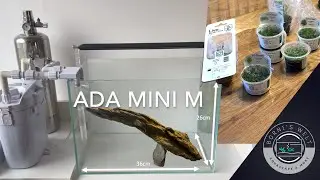 ADA Mini M 36P | Einrichtung und Gestaltung | Setup / Furnishing and design | Aquascape