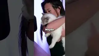 she's a super soft cat 😻 like a little cloud i can&rsquo;t stop cuddling ✨