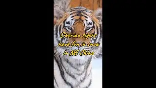 Siberian tigers have fun in snow in NE China