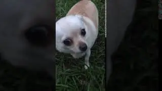 puppy Terror cachorrinho Terror