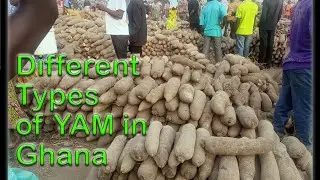 The different types of YAM found in Ghana
