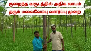 குறைந்த வருடத்தில் அதிக லாபம் தரும் மலைவேம்பு மரம் வளர்ப்பு முறை / Malai Vembu Tree Cultivation