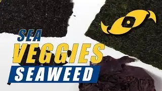 Two Little Fishies Julian Sprung's Sea Veggies Seaweed: What YOU Need to Know