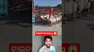 ଏମିତି ହୁଏ ଛେଳି ଚାଷ 😱👍 / #shorts #viral #trending #youtubeshorts #facts #odia