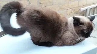 Cats' Software Error