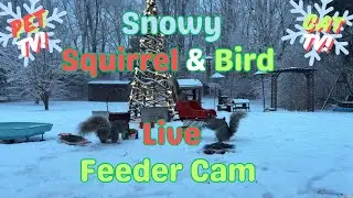 Snowy Sunday Morning Squirrel & Bird Feeder Cam Live Stream CAT & PET TV