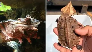 Mata Mata Turtle 🐢 Leafy Trap with Suction Strike!