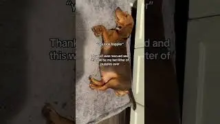 Beagle momma to be Peanut came to the rescue as a pregnant stray. her last litter of puppies ever