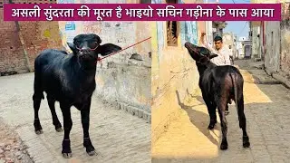 असली सुंदरता की मूरत बच्चे आए हैं सचिन गड़ीना के पास एक से बढ़के एक बच्चा 9758087399☎️ share🙏🏻❤️