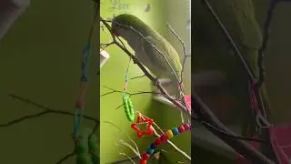 Cute Quaker #birds #quakerparrot #quackers #petbird #animals #viralvideo #cute