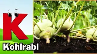 ABC Vegetables song | Alphabet Song for Kids | Fun Learning Video | Koko Study Class 2026